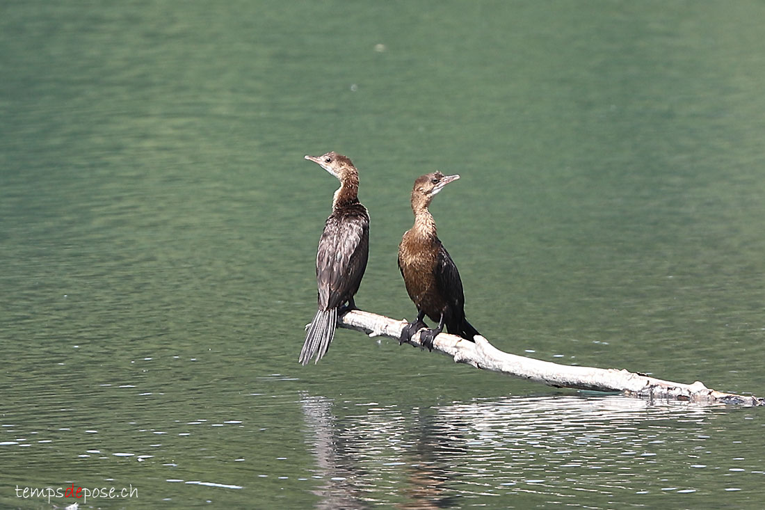 Cormoran pygme - (Microcarbo pygmaeus)