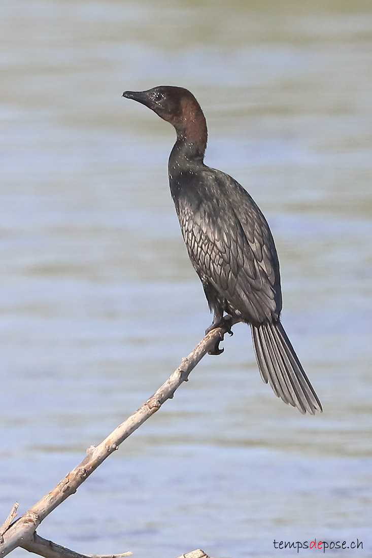 Cormoran pygme - (Microcarbo pygmaeus)