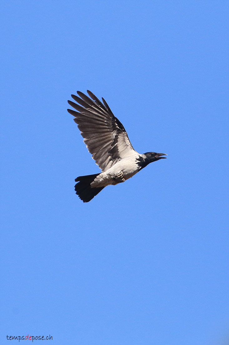 Corneille mantele - (Hooded Crow)