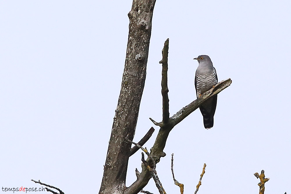 Coucou gris - (Common Cuckoo)