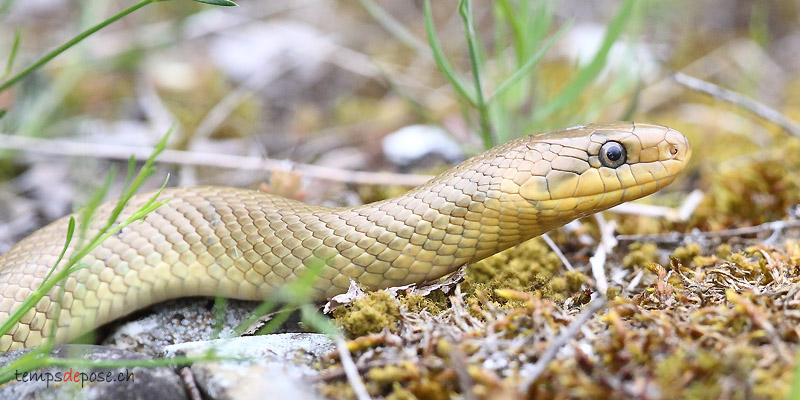 Couleuvre d'Esculape dans la campagne genevoise