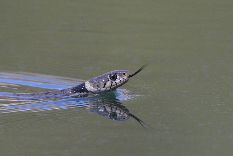 Couleuvre  collier nageant sur un plan d'eau