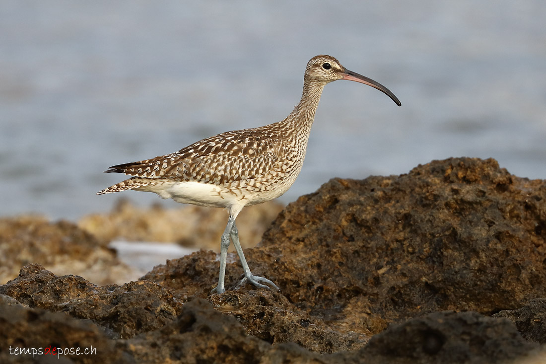 Courlis corlieu - (Numenius phaeopus)