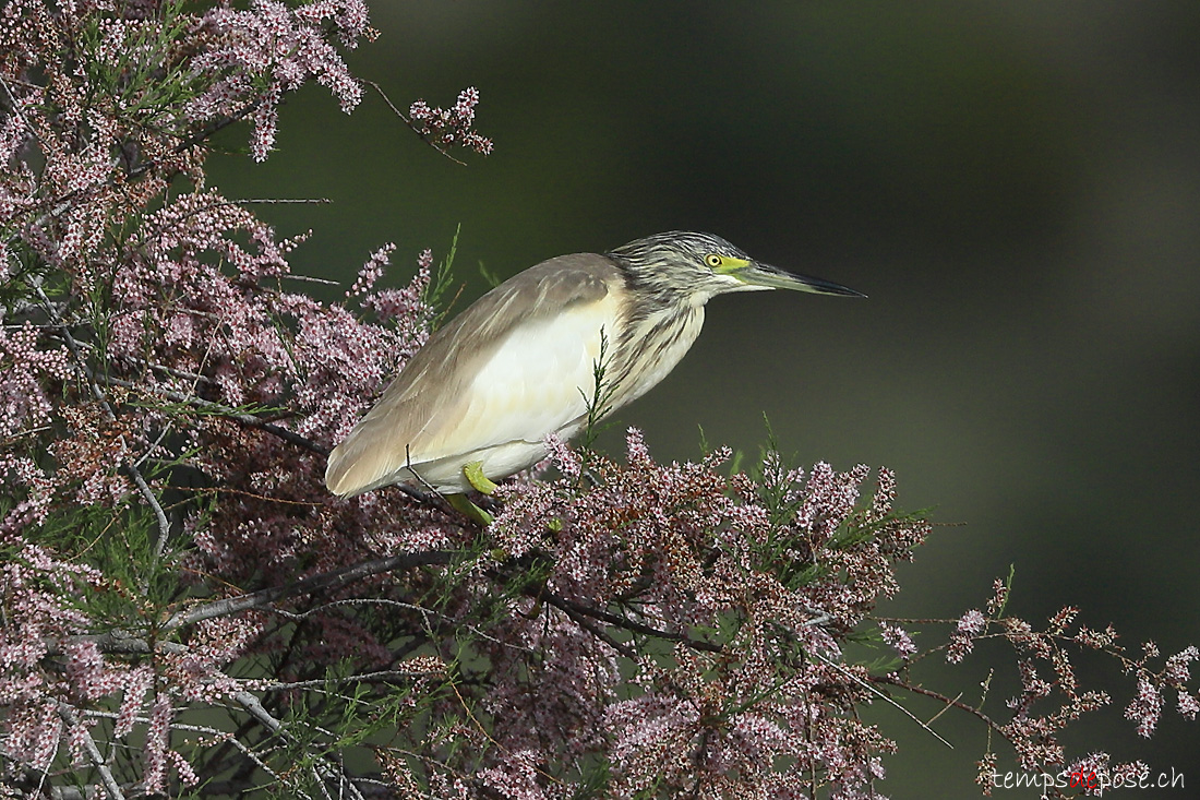 Crabier chevelu - (Ardeola ralloides)