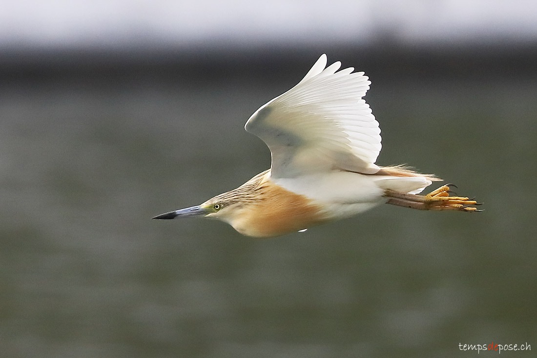 Crabier chevelu - (Squacco Heron)