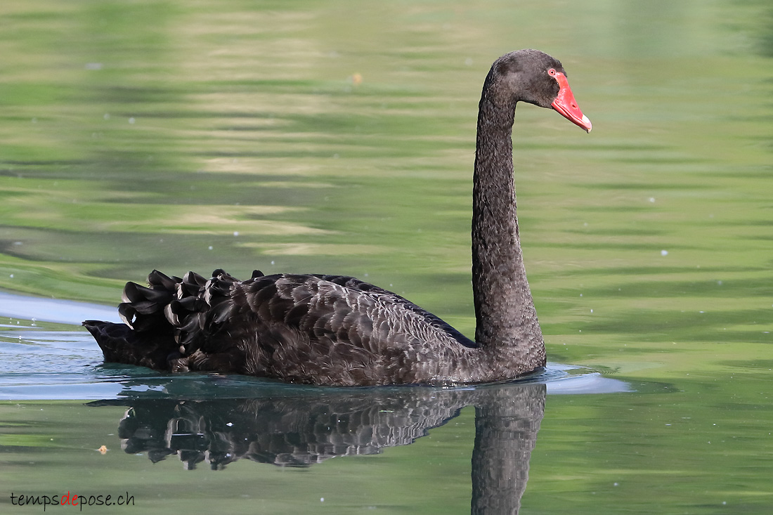 Cygne noir - (Cygnus atratus)