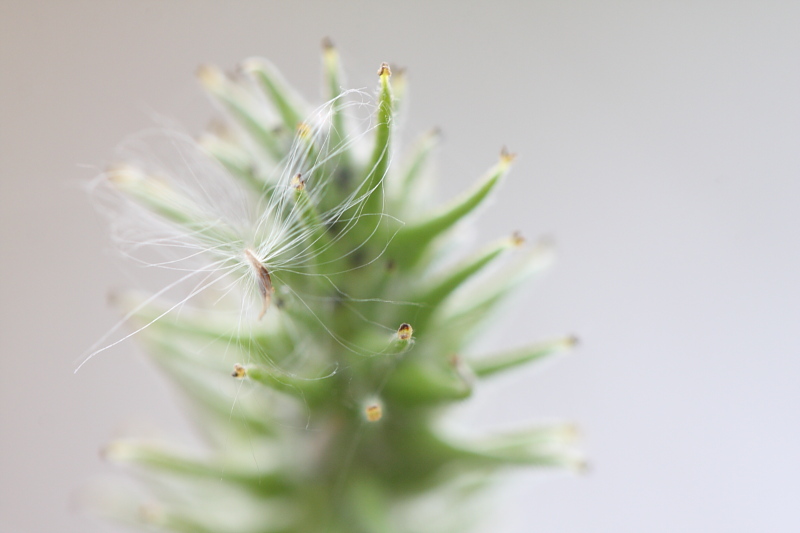 Douceur d'une plante