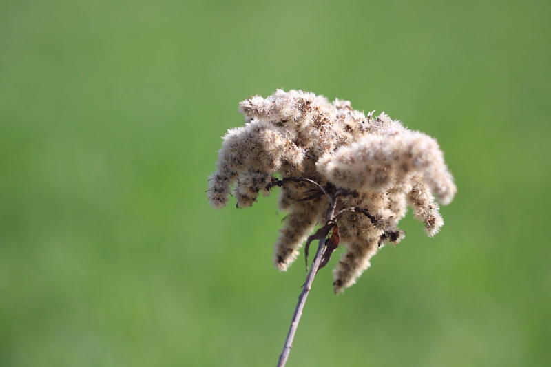 Une fleur aux allures de Dreadlocks