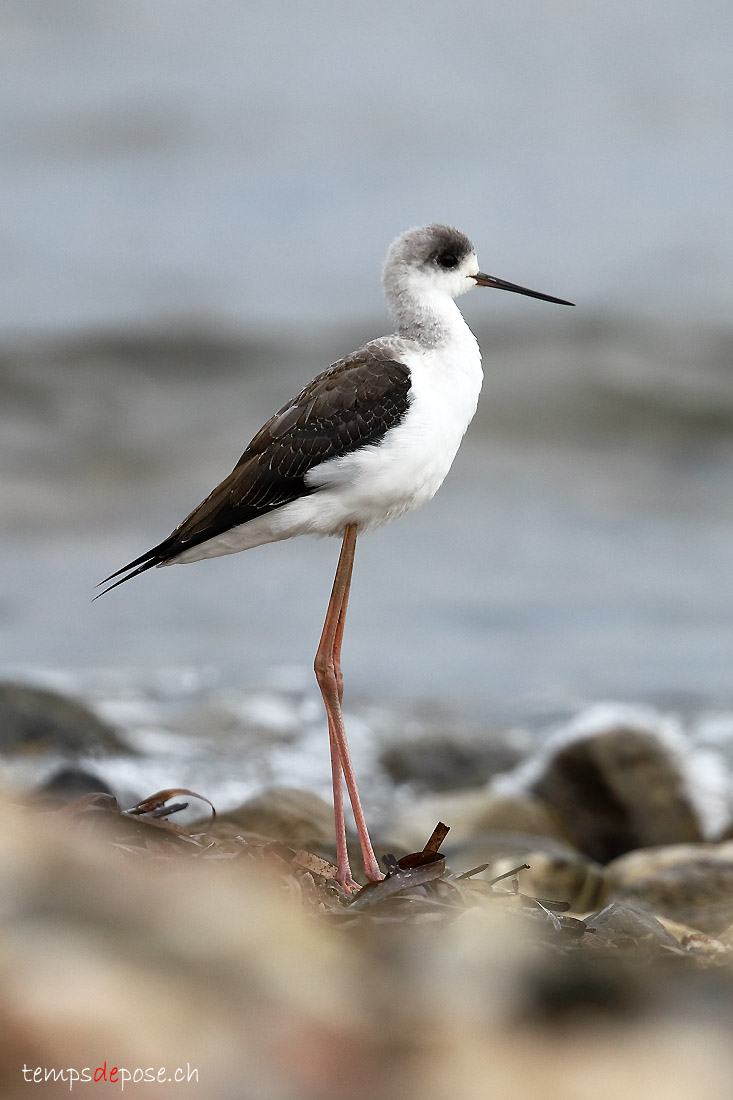 chasse blanche - (Himantopus himantopus)