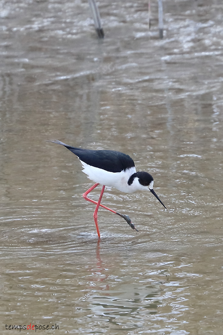 chasse blanche - (Himantopus himantopus)