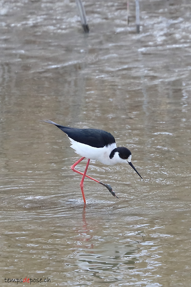 chasse blanche - (Himantopus himantopus)