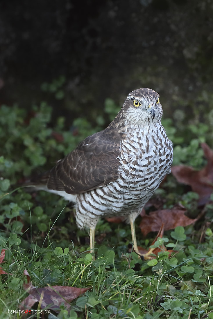 pervier d'Europe - (Eurasian Sparrowhawk)