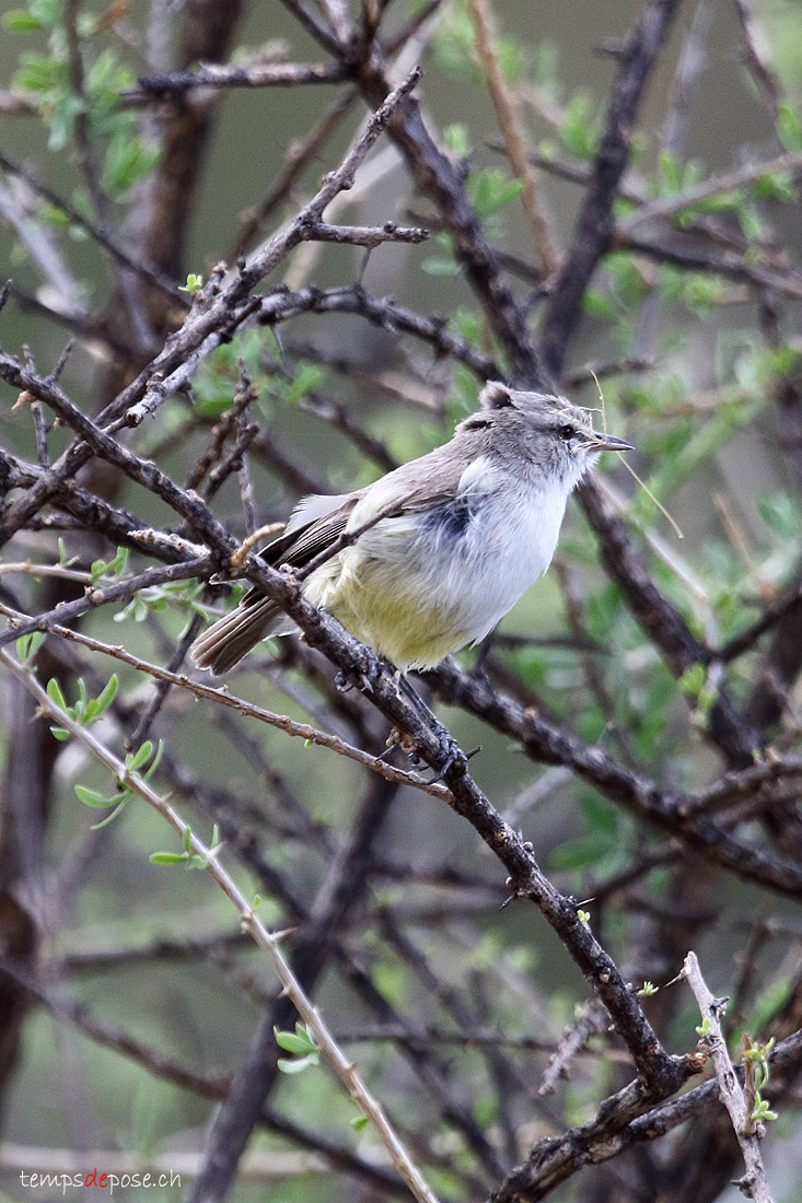 rmomle  croupion jaune - (Yellow-bellied Eremomela)