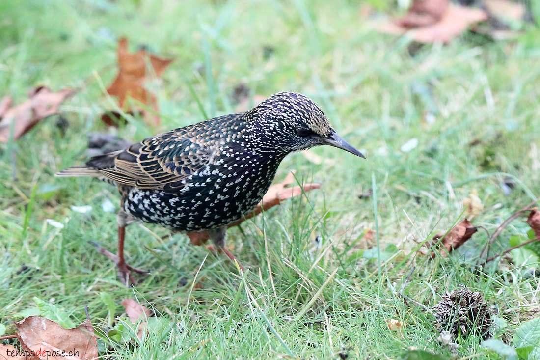 tourneau sansonnet - (Sturnus vulgaris)