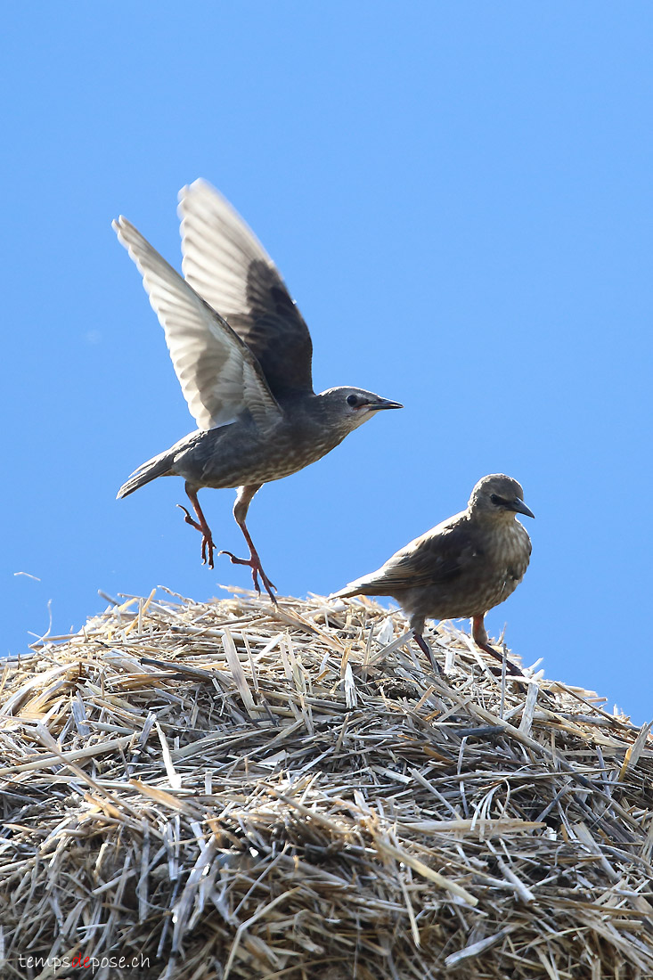 tourneau sansonnet - (Common Starling)