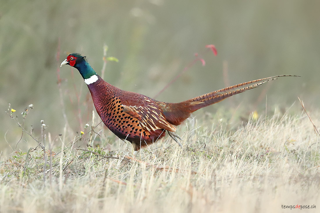 Faisan de Colchide - (Common Pheasant)