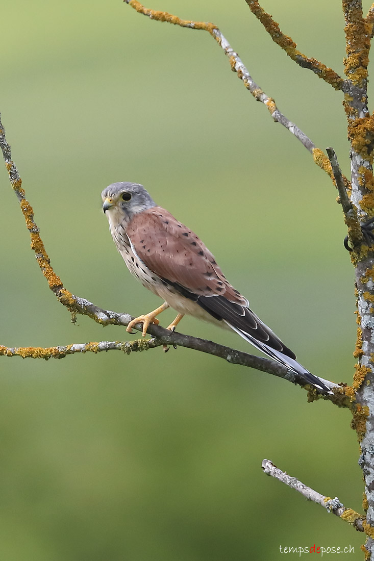 Faucon crcerelle - (Common Kestrel)