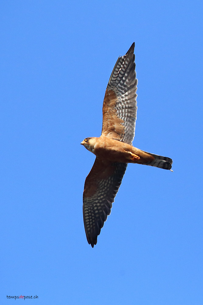 Faucon Kobez - (Red footed Falcon)