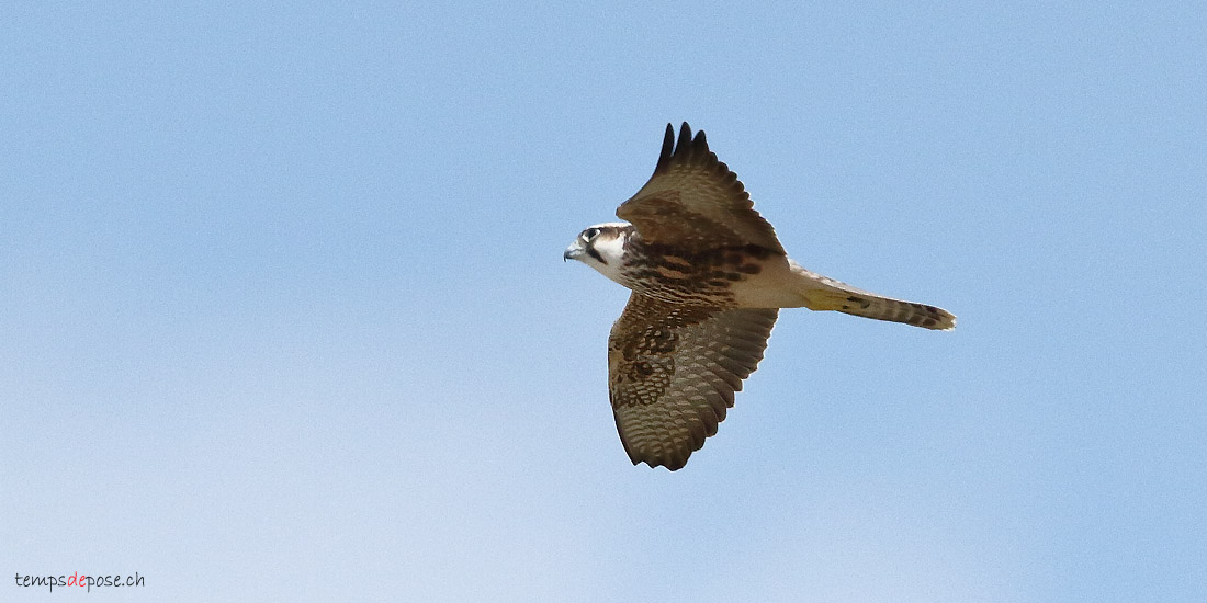 Faucon lanier - (Lanner Falcon)