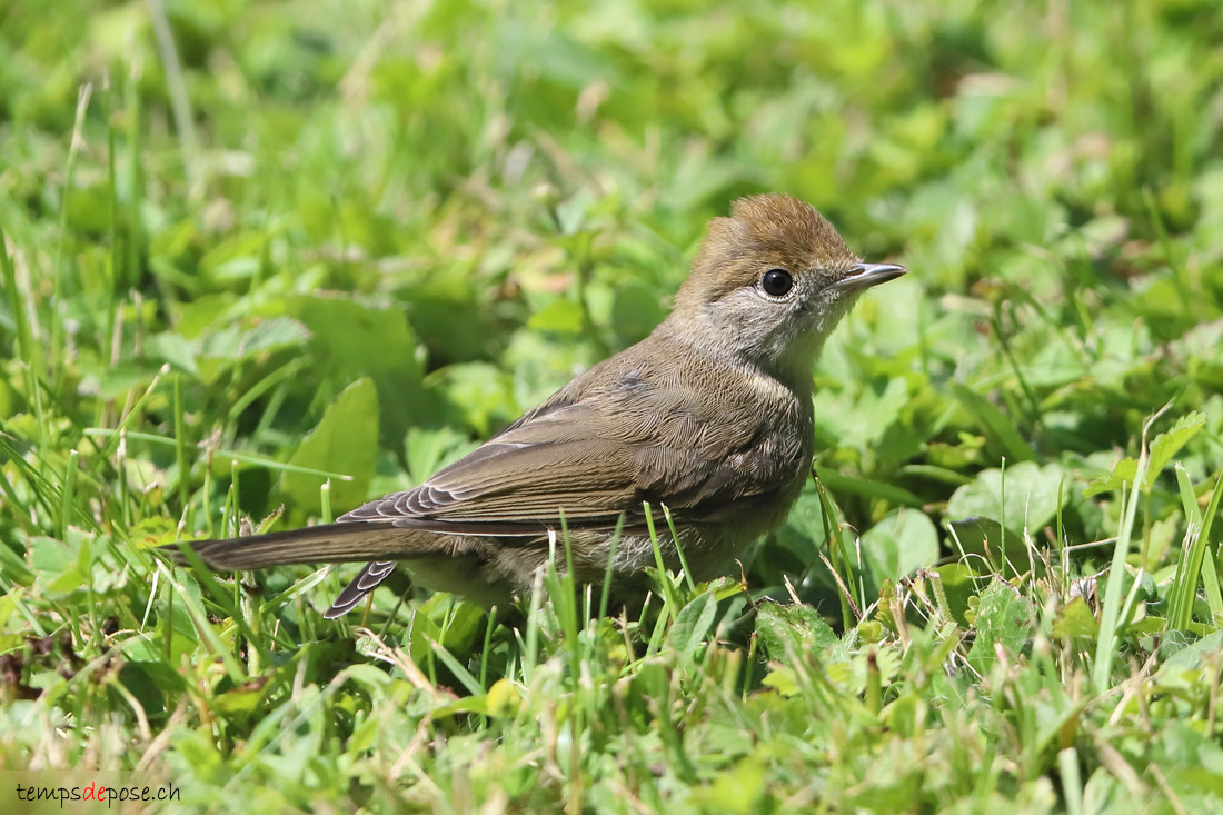 Fauvette  tte noire - (Eurasian Blackcap)