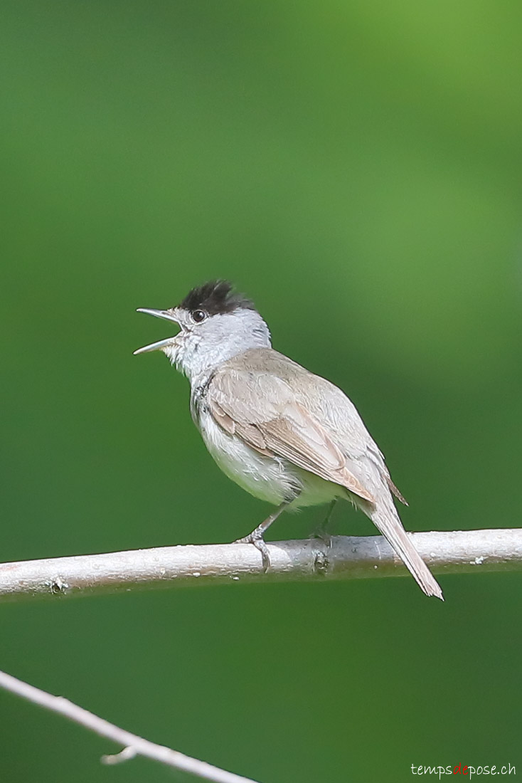 Fauvette  tte noire - (Eurasian Blackcap)