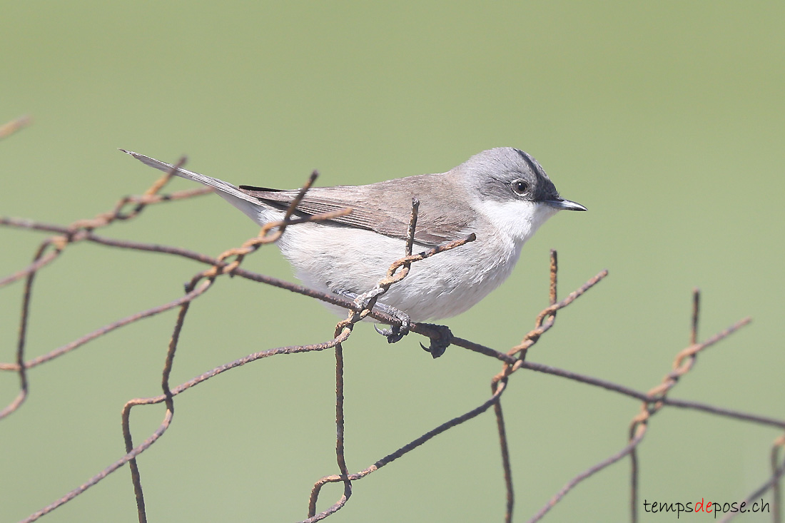 Fauvette babillarde - (Curruca curruca)