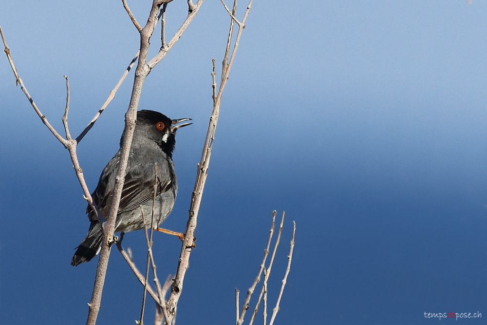 Fauvette de Rppell - (Rppell's Warbler)