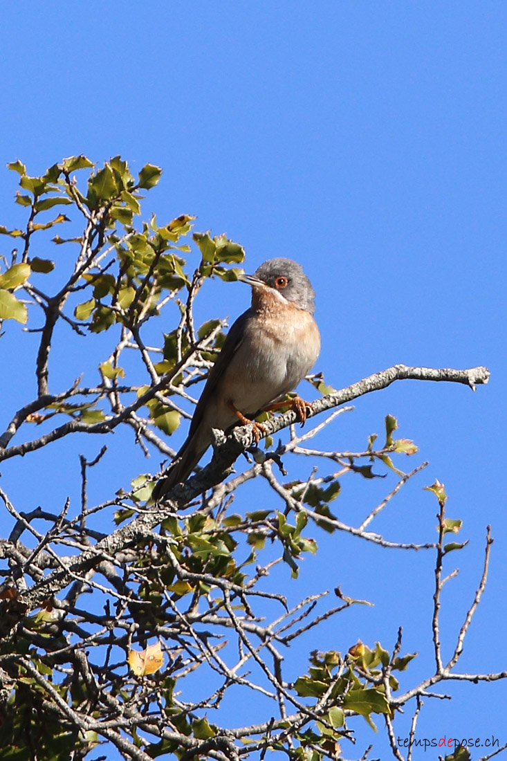 Fauvette des Balkans - (Eastern Subalpine Warbler)