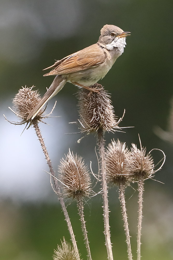 Fauvette grisette - (Common Whitethroat)