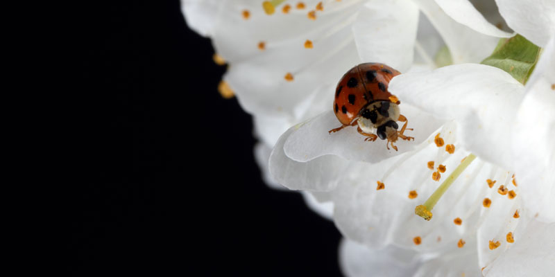 Fleurs de Cerisier