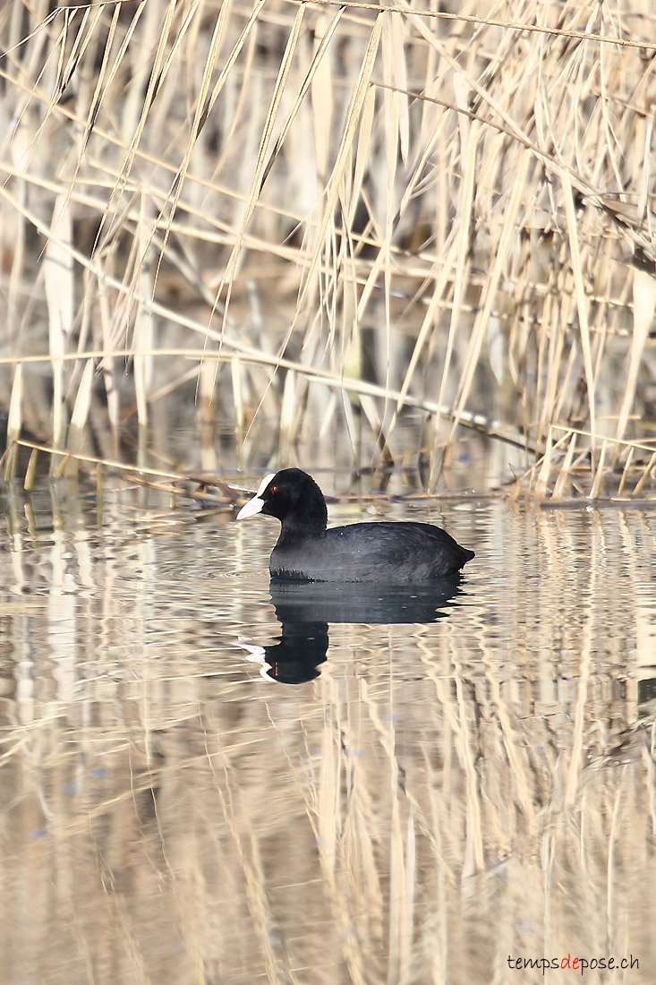 Foulque macroule - (Common Coot)