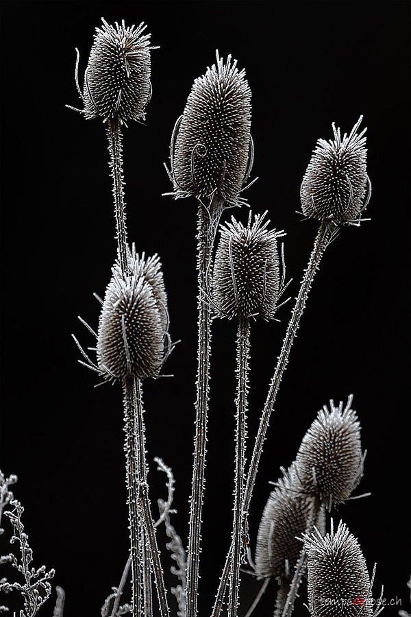 Fleurs givre