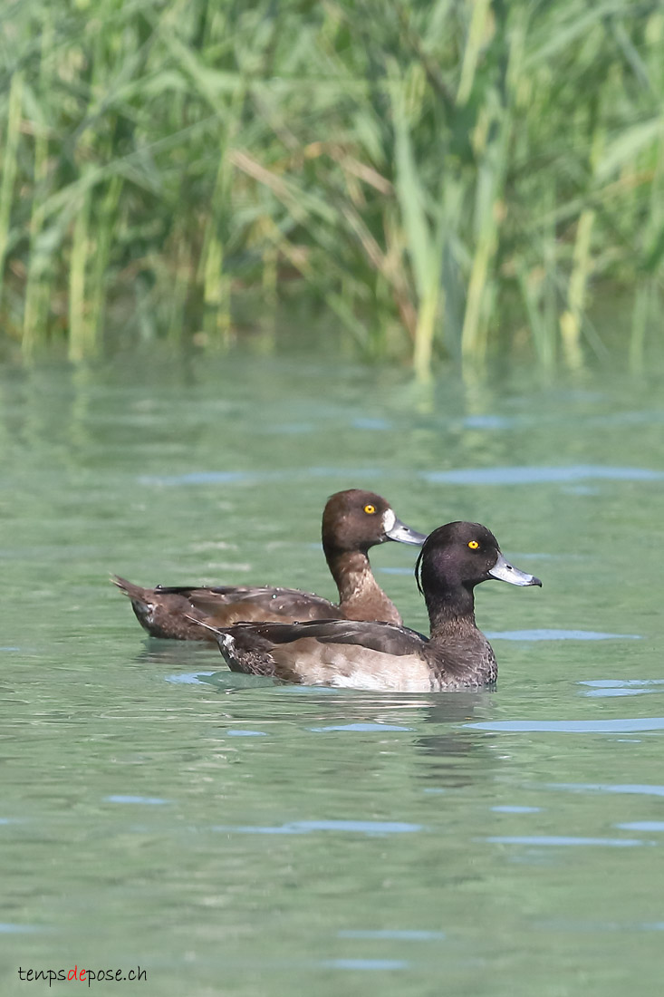 Fuligule morillon - (Tufted Duck)