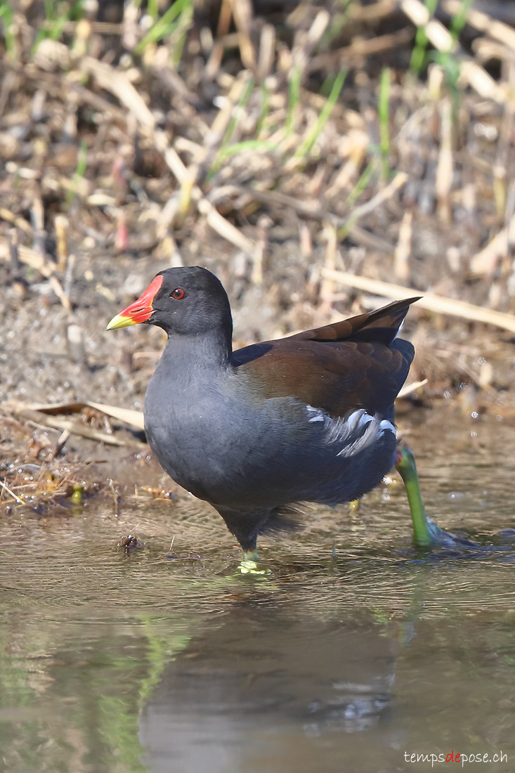 Gallinule poule-d'eau - (Common Moorhen)