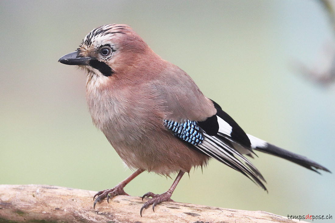 Geai des chnes - (Garrulus glandarius)