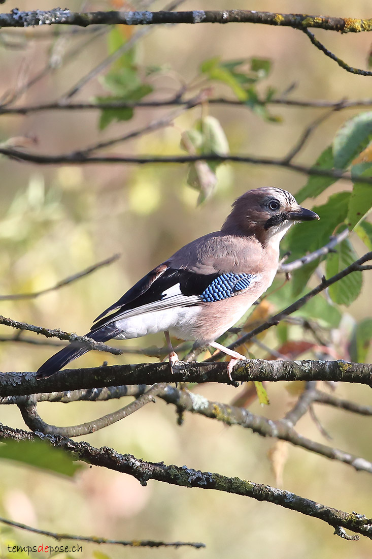 Geai des chnes - (Eurasian Jay)