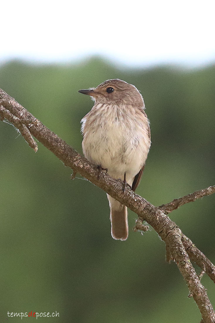 Gobemouche gris - (Muscicapa striata)