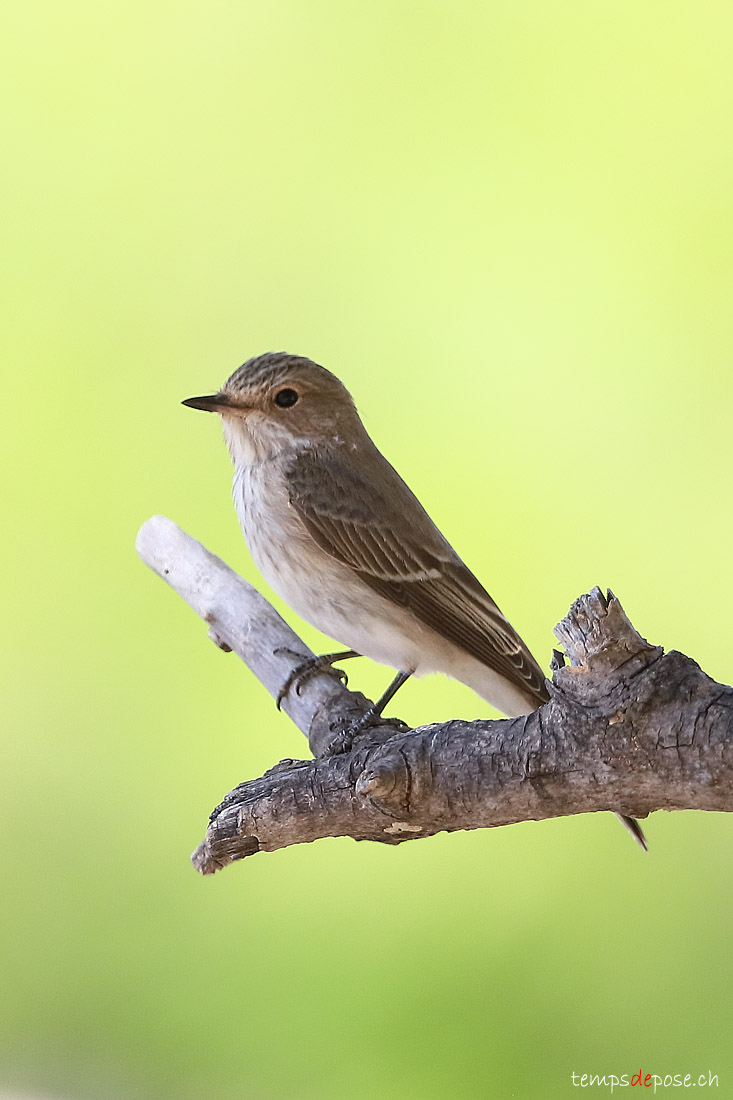 Gobemouche gris - (Muscicapa striata)