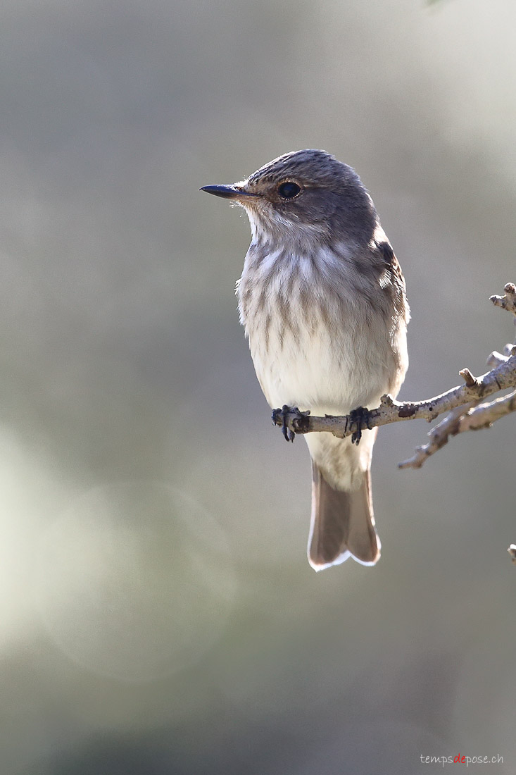 Gobemouche gris - (Spotted Flycatcher)