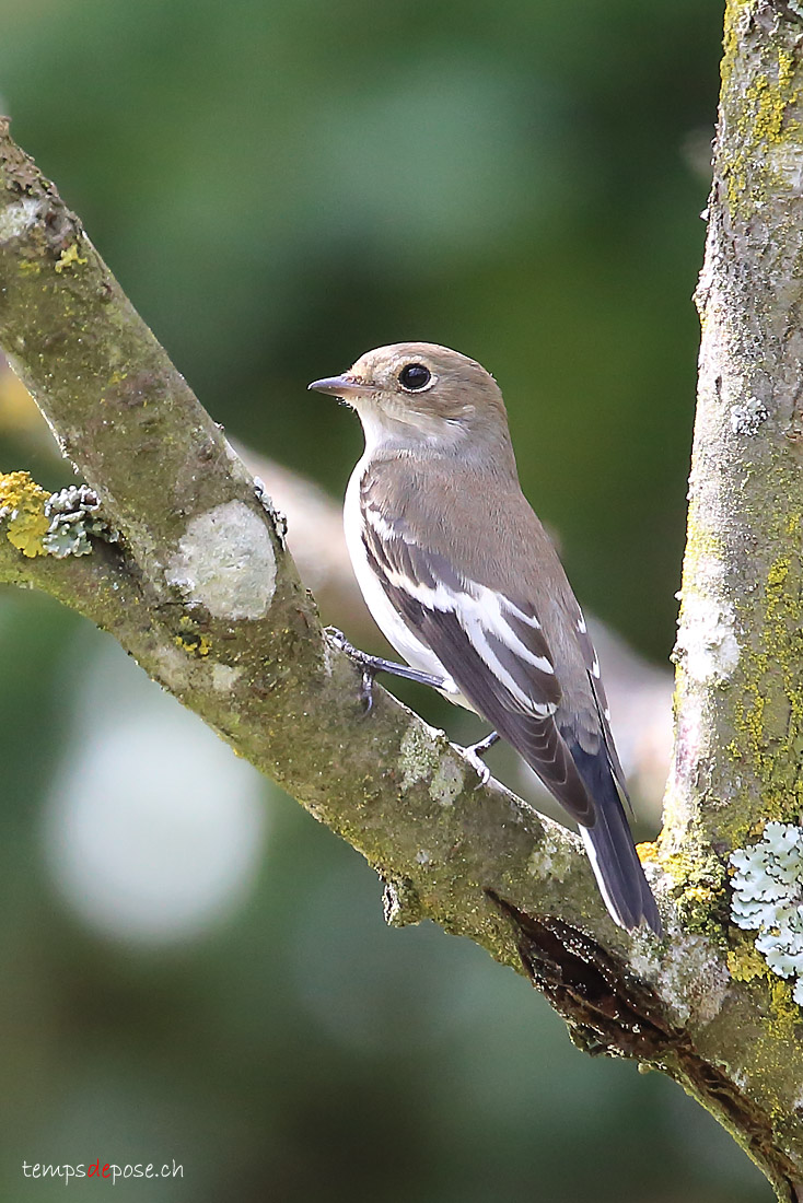 Gobemouche noir - (European Pied Flycatcher)