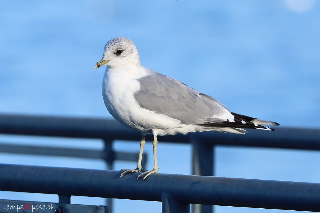 0Goland cendr - (Larus canus)