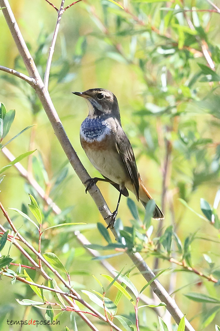 Gorgebleue  miroir - (Cyanecula svecica)