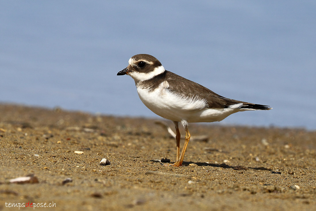 Grand Gravelot - (Charadrius hiaticula)