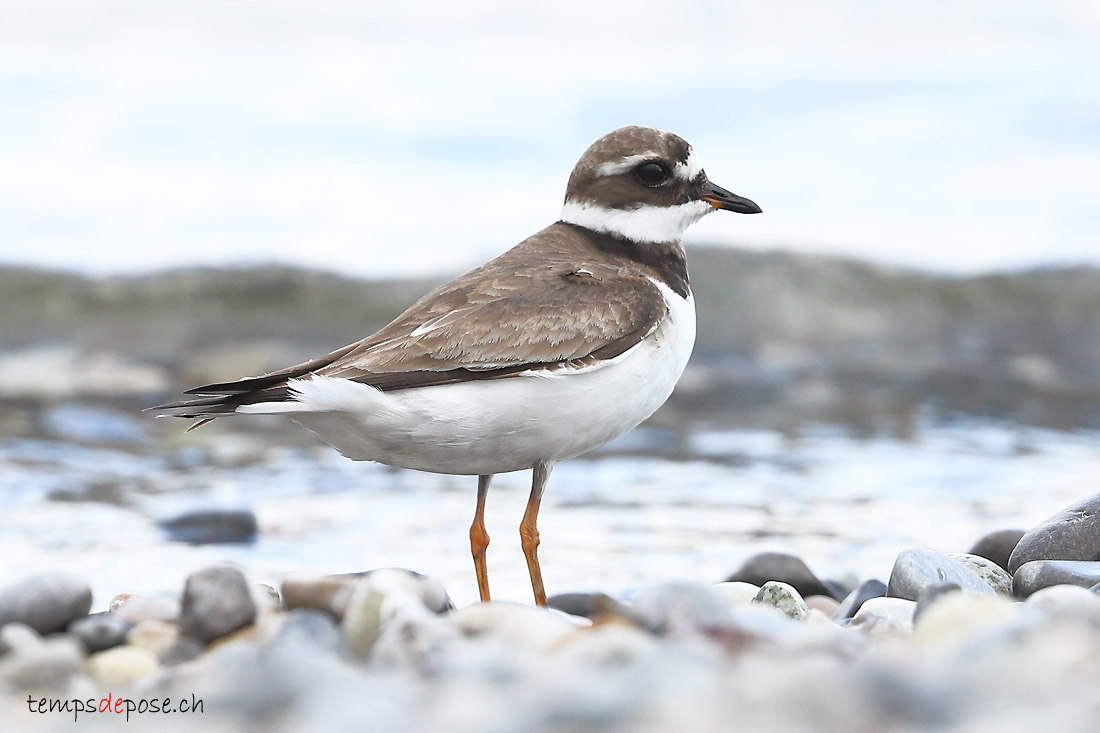 Grand Gravelot - (Charadrius hiaticula)