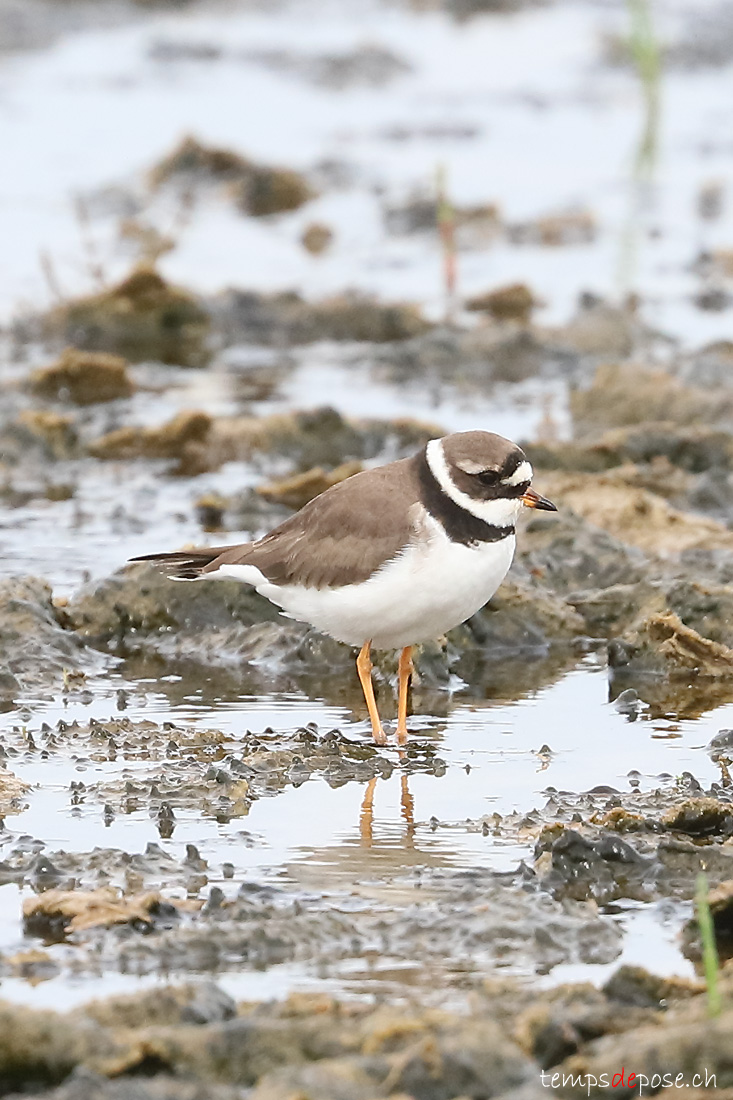 Grand Gravelot - (Charadrius hiaticula)