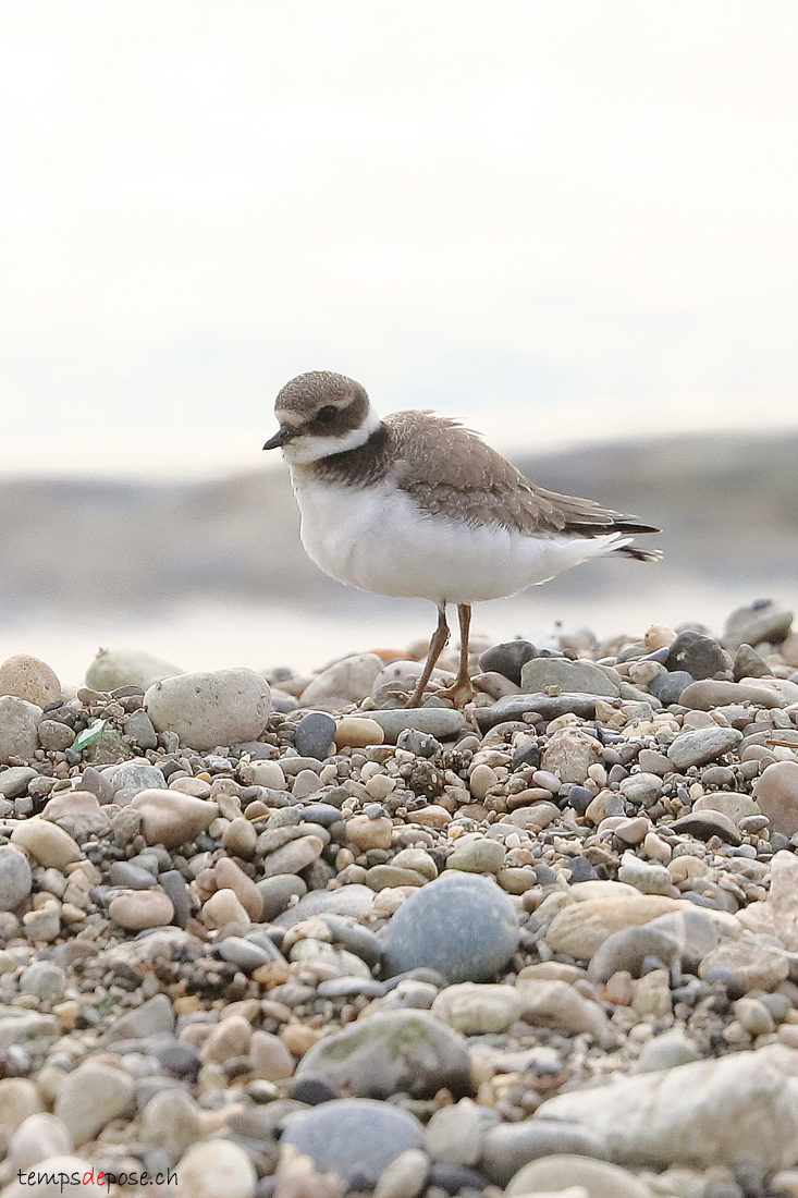 Grand Gravelot - (Common Ringed Plover)