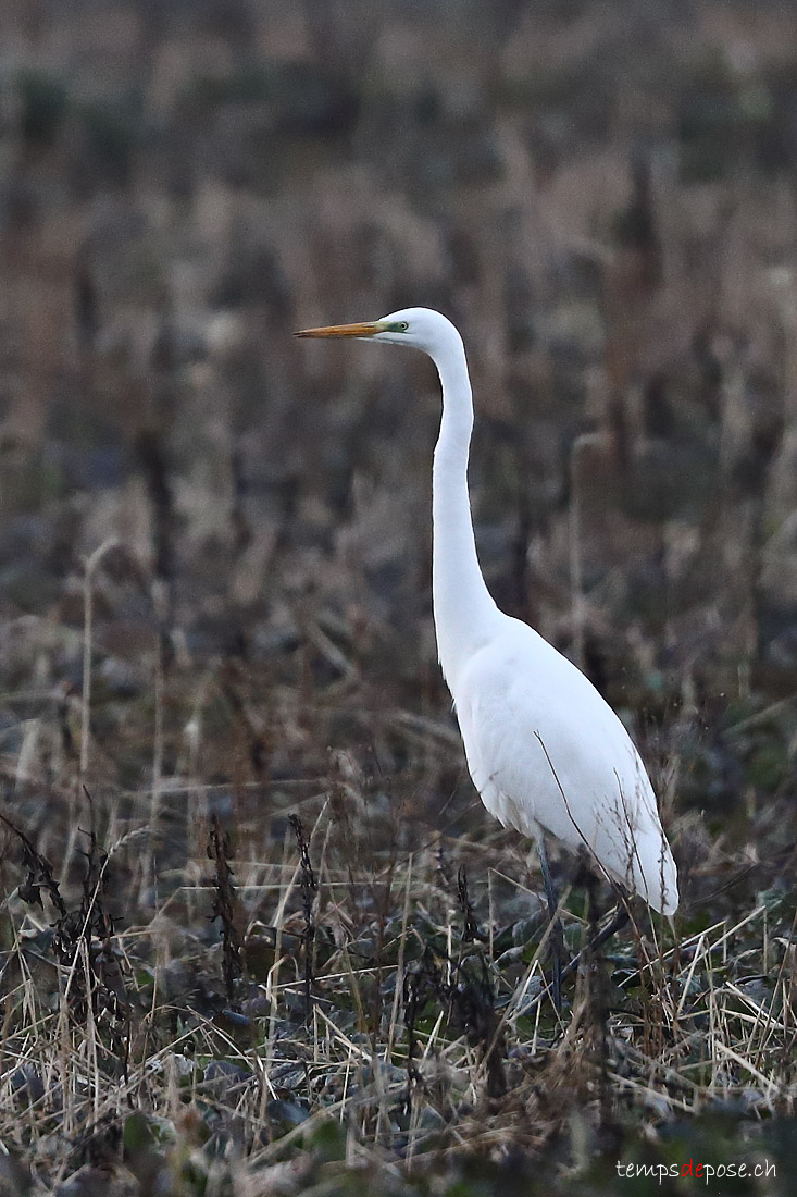 Grande Aigrette - (Great White Egret)