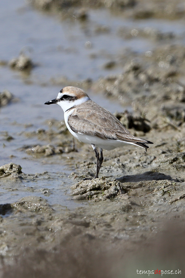 Gravelot  collier interrompu - (Charadrius alexandrinus)