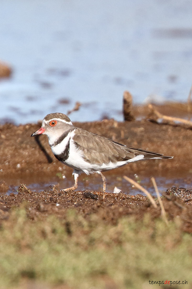 Gravelot  triple collier - (Three-banded Plover)