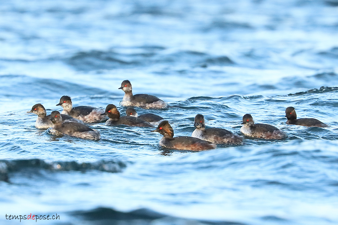 Grbe  cou noir - (Podiceps nigricollis)